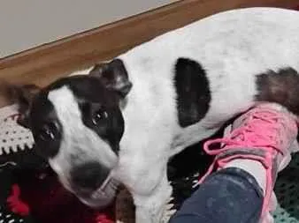 Cachorro raça SRD-ViraLata idade 2 a 6 meses nome luna 