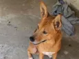 Akira