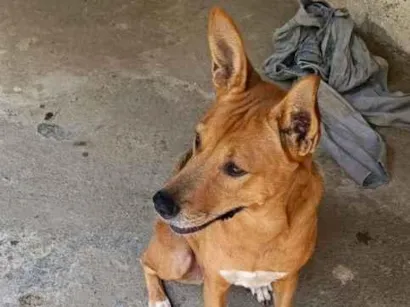 Cachorro raça SRD-ViraLata idade 2 anos nome Akira