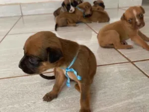 Cachorro raça SRD-ViraLata idade Abaixo de 2 meses nome Filhotes 