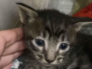 Gato raça SRD-ViraLata idade Abaixo de 2 meses nome Filhotes