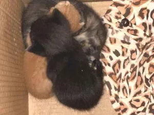 Gato raça SRD-ViraLata idade Abaixo de 2 meses nome Não tem 