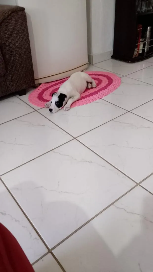 Cachorro raça SRD-ViraLata idade 2 a 6 meses nome Pirata