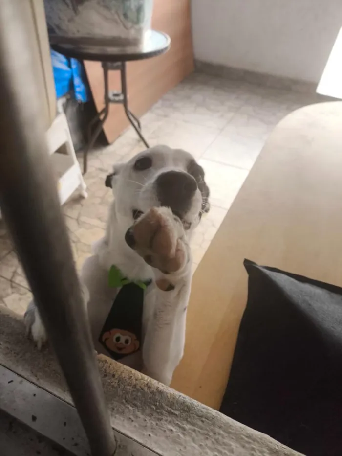 Cachorro raça SRD-ViraLata idade 2 a 6 meses nome Pirata