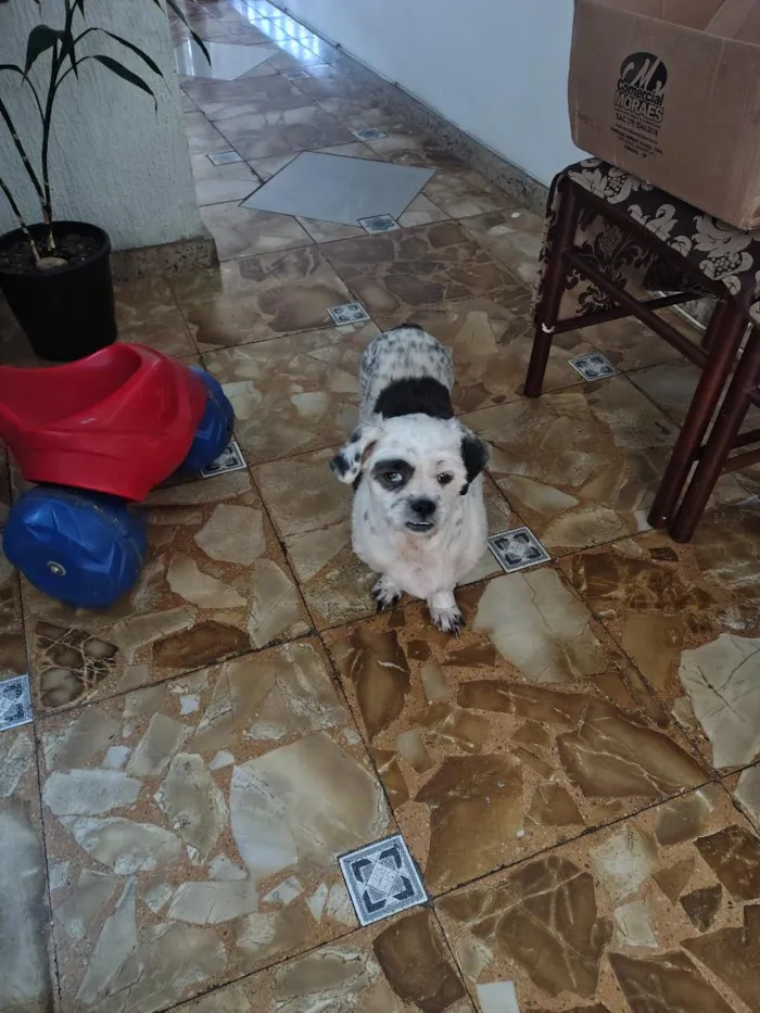 Cachorro raça Lhasa Apso idade 5 anos nome JP