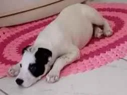 Cachorro raça SRD-ViraLata idade 2 a 6 meses nome Pirata