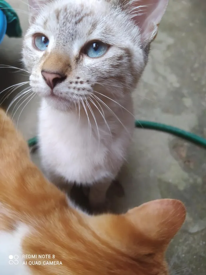 Gato raça Siamês idade 7 a 11 meses nome Floquinha
