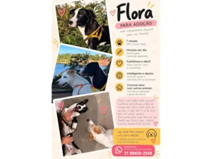 Cachorro raça SRD-ViraLata idade 7 a 11 meses nome Flora