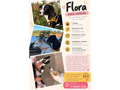 Cachorro raça SRD-ViraLata idade 7 a 11 meses nome Flora