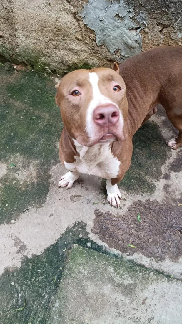 Cachorro raça Pitbull  idade 2 anos nome Bradock