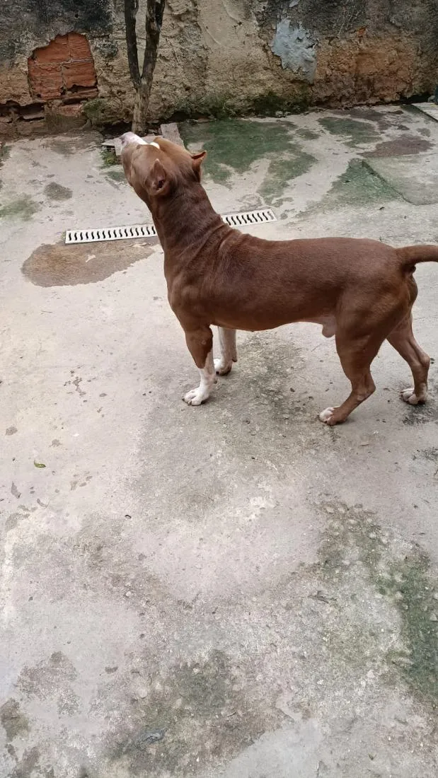 Cachorro raça Pitbull  idade 2 anos nome Bradock