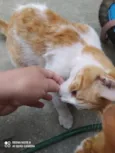 Tico