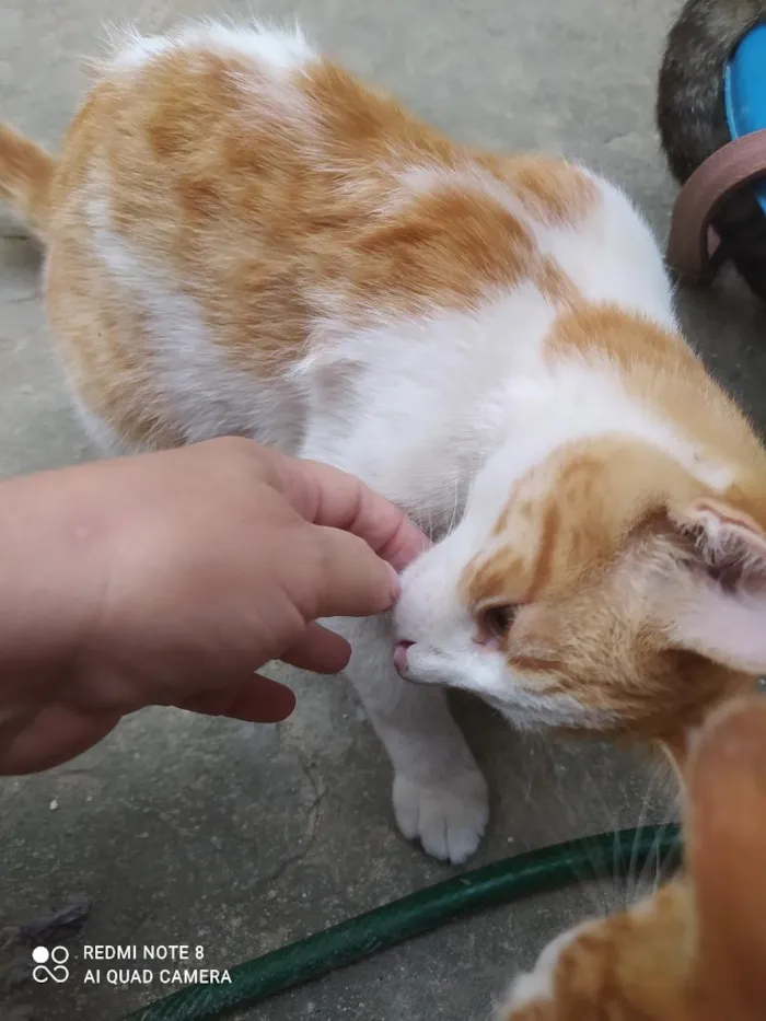 Gato raça SRD-ViraLata idade 7 a 11 meses nome Tico