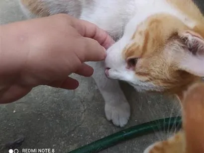 Gato raça SRD-ViraLata idade 7 a 11 meses nome Tico