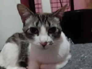 Gato raça SRD-ViraLata idade 1 ano nome Kàssia