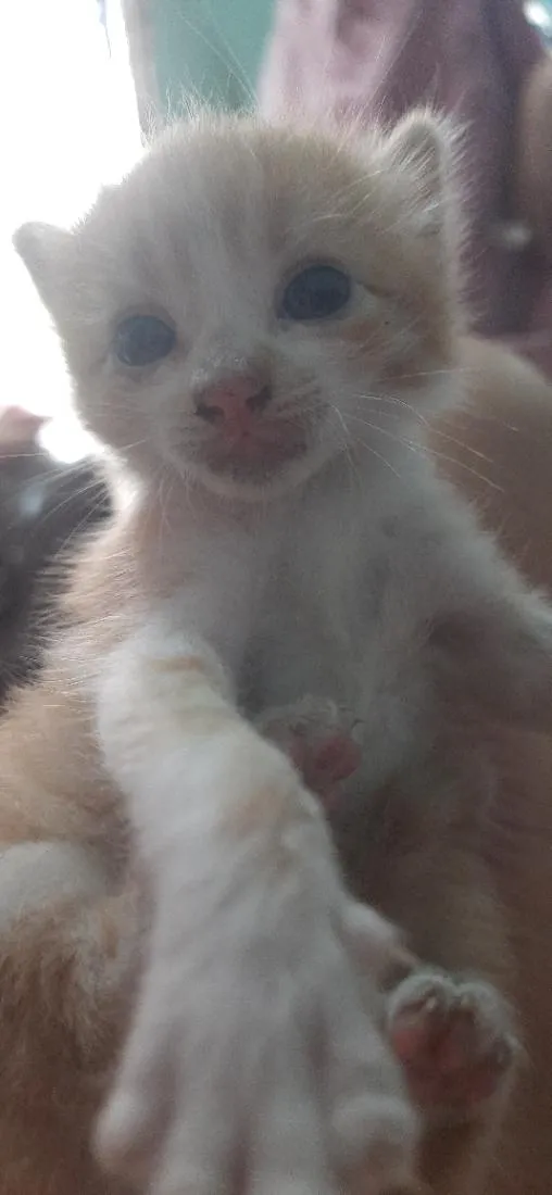 Gato raça SRD-ViraLata idade Abaixo de 2 meses nome nikki