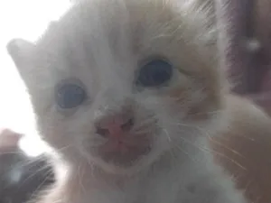 Gato raça SRD-ViraLata idade Abaixo de 2 meses nome nikki