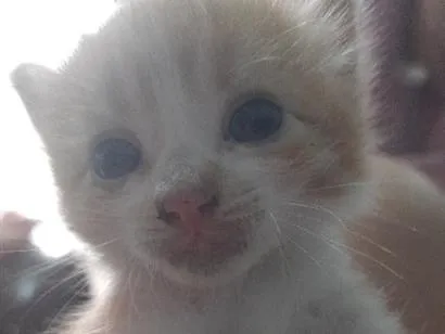 Gato raça SRD-ViraLata idade Abaixo de 2 meses nome nikki