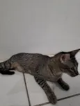 lili