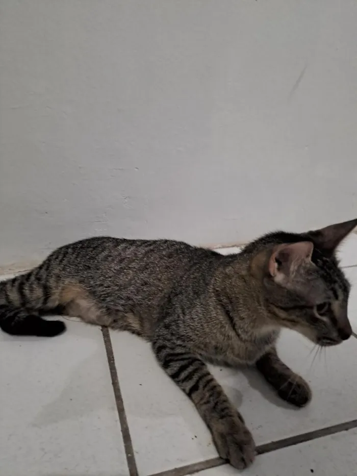 Gato raça SRD-ViraLata idade 7 a 11 meses nome lili