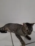 lili