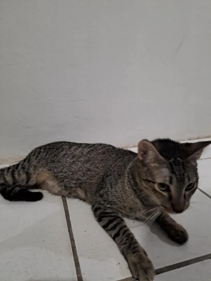 Gato raça SRD-ViraLata idade 7 a 11 meses nome lili
