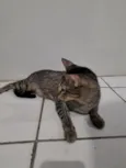 lili