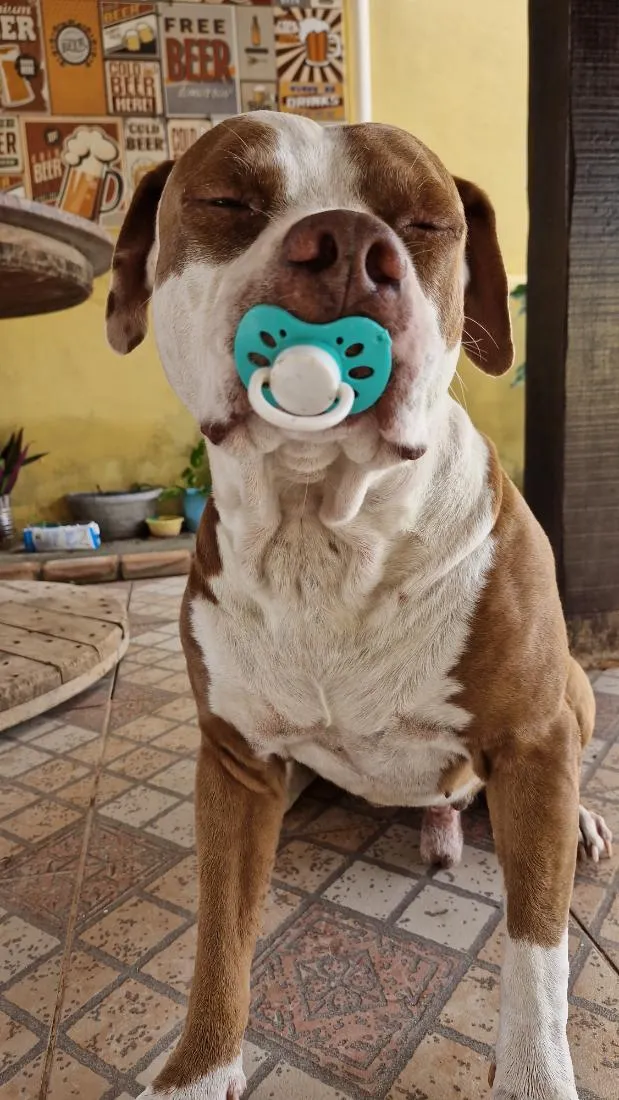 Cachorro raça Pit-Bull idade 6 ou mais anos nome Zeus
