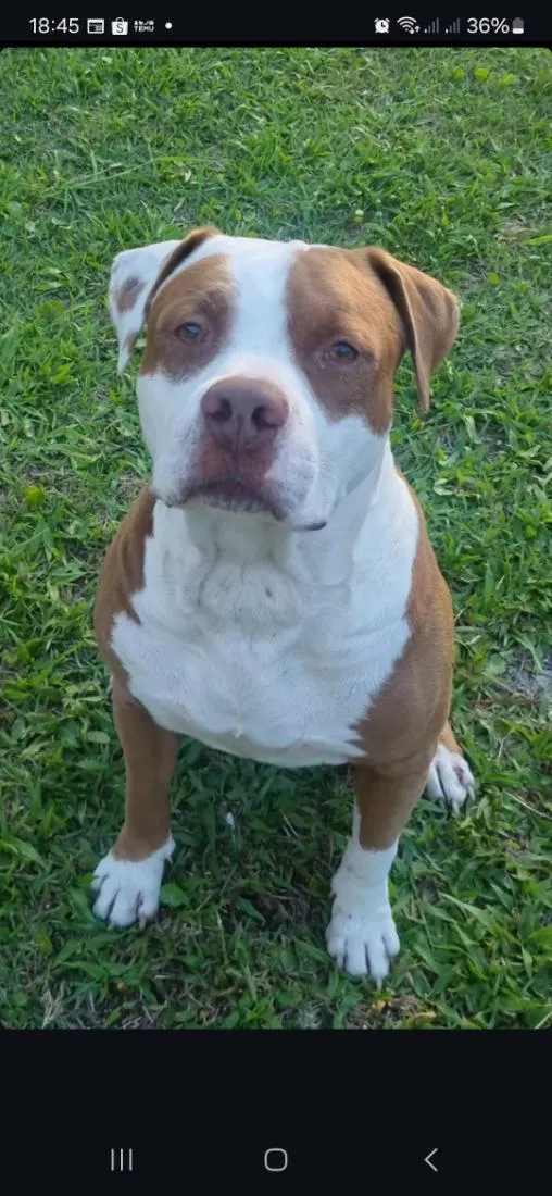 Cachorro raça Pit-Bull idade 6 ou mais anos nome Zeus