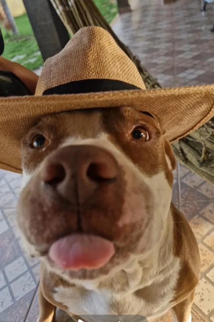 Cachorro raça Pit-Bull idade 6 ou mais anos nome Zeus