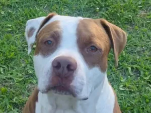Cachorro raça Pit-Bull idade 6 ou mais anos nome Zeus