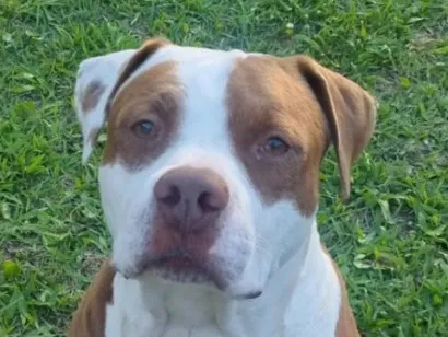 Cachorro raça Pit-Bull idade 6 ou mais anos nome Zeus