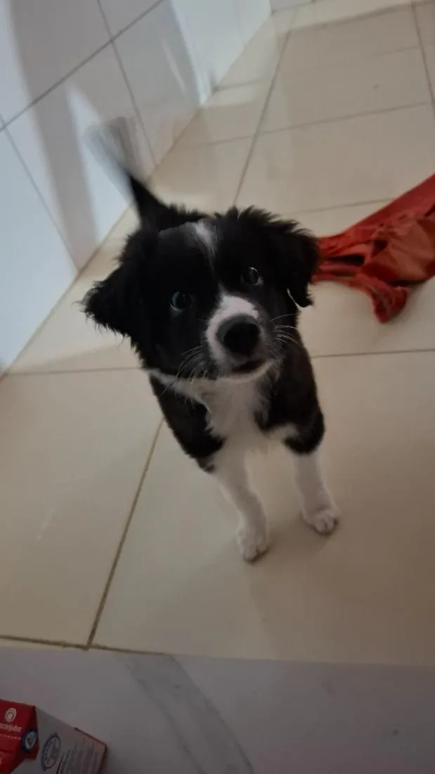 Cachorro raça SRD-ViraLata idade 2 a 6 meses nome penélope 