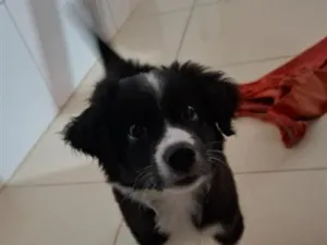 Cachorro raça SRD-ViraLata idade 2 a 6 meses nome penélope 