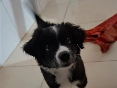 Cachorro raça SRD-ViraLata idade 2 a 6 meses nome penélope 