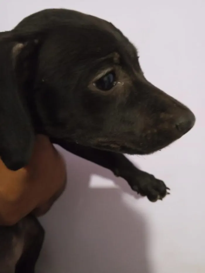Cachorro raça Pinscher idade Abaixo de 2 meses nome Sol