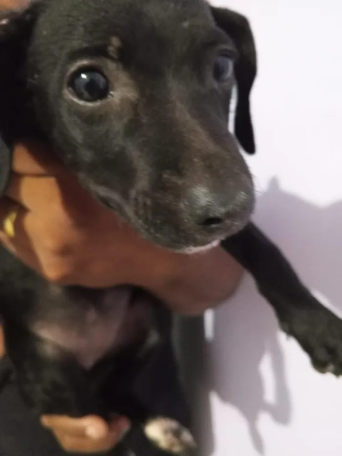 Cachorro raça Pinscher idade Abaixo de 2 meses nome Sol