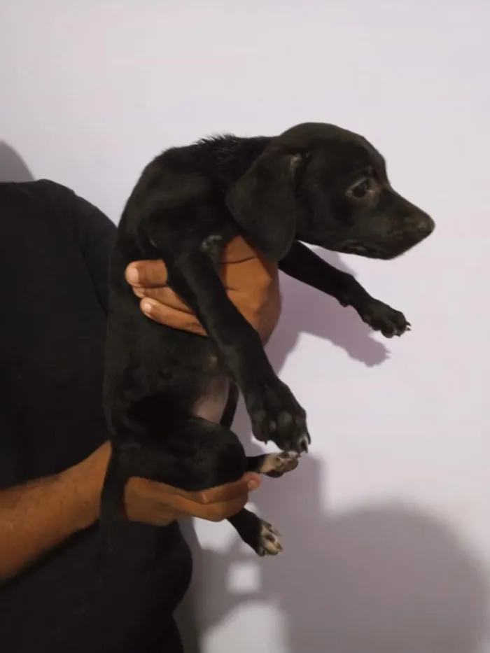 Cachorro raça Pinscher idade Abaixo de 2 meses nome Sol