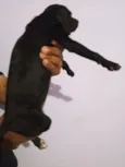 Sol