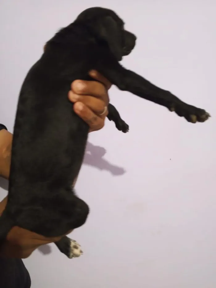 Cachorro raça Pinscher idade Abaixo de 2 meses nome Sol