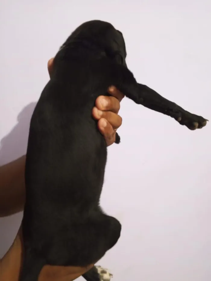 Cachorro raça Pinscher idade Abaixo de 2 meses nome Sol