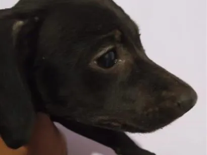 Cachorro raça Pinscher idade Abaixo de 2 meses nome Sol