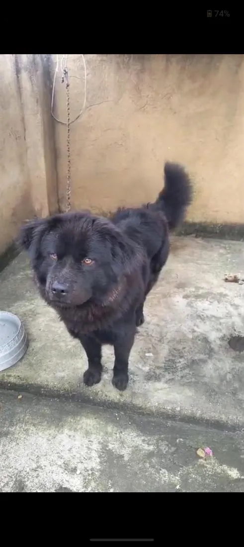 Cachorro raça SRD-ViraLata idade 1 ano nome Francisca 