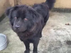 Cachorro raça SRD-ViraLata idade 1 ano nome Francisca 