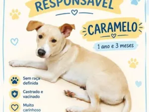 Cachorro raça SRD-ViraLata idade 1 ano nome Caramelo