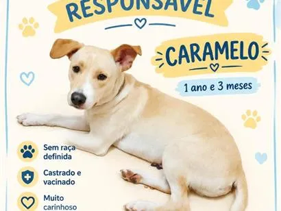 Cachorro raça SRD-ViraLata idade 1 ano nome Caramelo