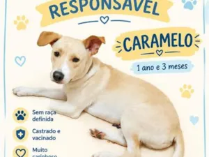 Cachorro raça SRD-ViraLata idade 1 ano nome Caramelo