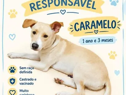 Cachorro raça SRD-ViraLata idade 1 ano nome Caramelo