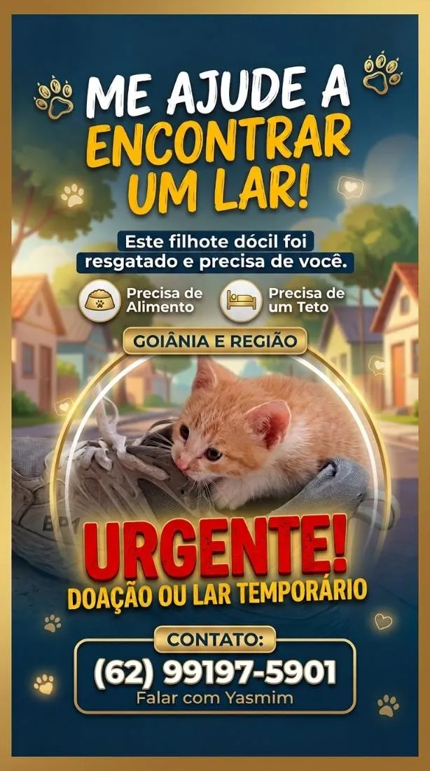Gato raça SRD-ViraLata idade Abaixo de 2 meses nome não tem nome