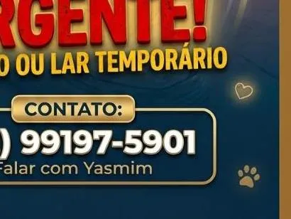 Gato raça SRD-ViraLata idade Abaixo de 2 meses nome não tem nome